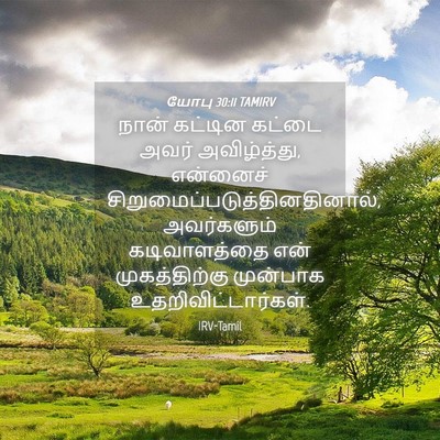 Picture 04 - யோபு 30:11 TAMIRV - நான் கட்டின கட்டை - Bible Verse Picture