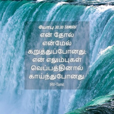 Picture 04 - யோபு 30:30 TAMIRV - என் தோல் என்மேல் - Bible Verse Picture