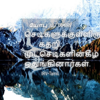 Picture 04 - யோபு 30:7 TAMIRV -  - Bible Verse Picture