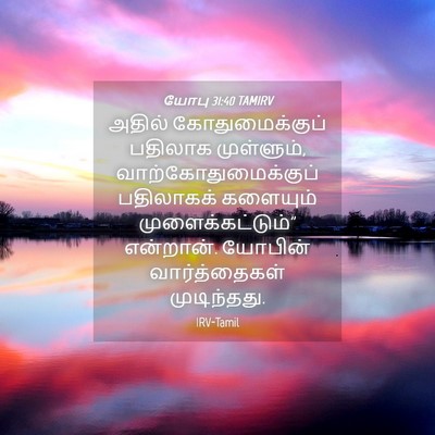 Picture 04 - யோபு 31:40 TAMIRV - அதில் - Bible Verse Picture