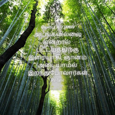Picture 04 - யோபு 36:12 TAMIRV - அடங்கவில்லை - Bible Verse Picture