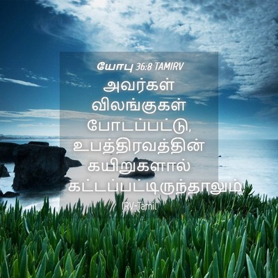 Picture 04 - யோபு 36:8 TAMIRV - அவர்கள் - Bible Verse Picture