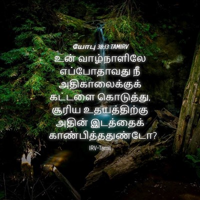 Picture 04 - யோபு 38:13 TAMIRV - உன் வாழ்நாளிலே - Bible Verse Picture