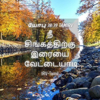 Picture 04 - யோபு 38:39 TAMIRV - நீ சிங்கத்திற்கு - Bible Verse Picture