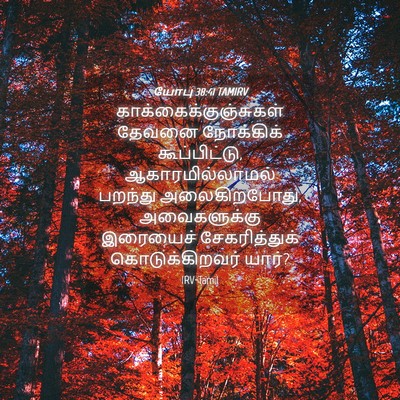 Picture 04 - யோபு 38:41 TAMIRV -  - Bible Verse Picture