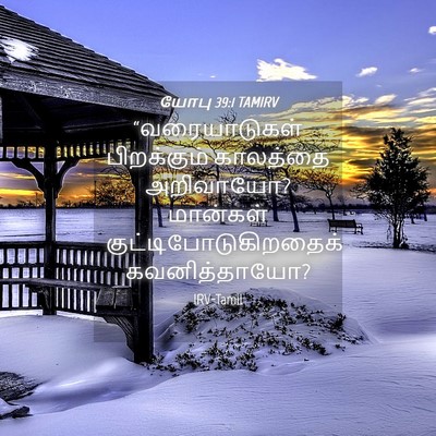 Picture 04 - யோபு 39:1 TAMIRV - “வரையாடுகள் - Bible Verse Picture