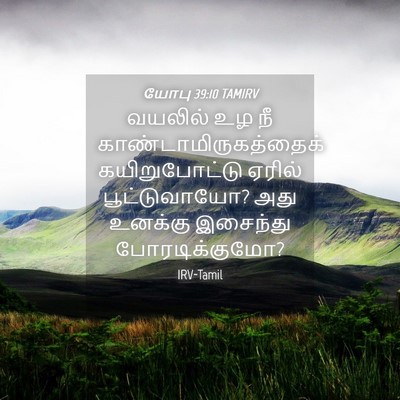 Picture 04 - யோபு 39:10 TAMIRV - வயலில் உழ நீ - Bible Verse Picture