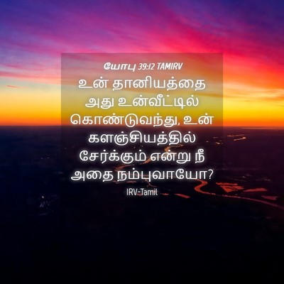 Picture 04 - யோபு 39:12 TAMIRV - உன் தானியத்தை அது - Bible Verse Picture