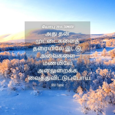Picture 04 - யோபு 39:14 TAMIRV - அது தன் - Bible Verse Picture
