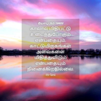 Picture 04 - யோபு 39:15 TAMIRV - காலால் மிதிபட்டு - Bible Verse Picture