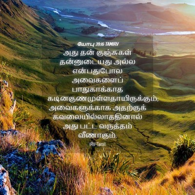 Picture 04 - யோபு 39:16 TAMIRV - அது தன் குஞ்சுகள் - Bible Verse Picture