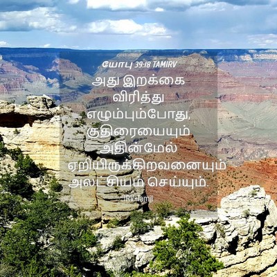 Picture 04 - யோபு 39:18 TAMIRV - அது இறக்கை - Bible Verse Picture