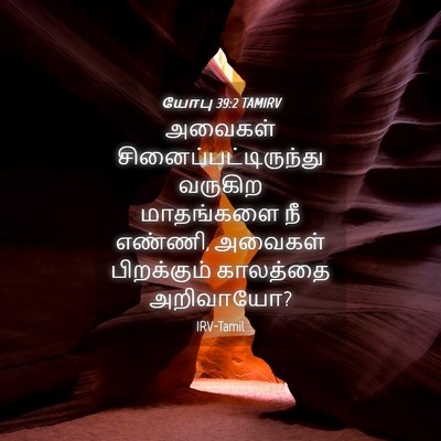 Picture 04 - யோபு 39:2 TAMIRV - அவைகள் - Bible Verse Picture