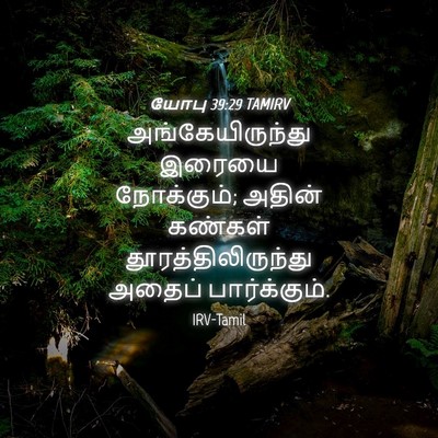 Picture 04 - யோபு 39:29 TAMIRV - அங்கேயிருந்து - Bible Verse Picture
