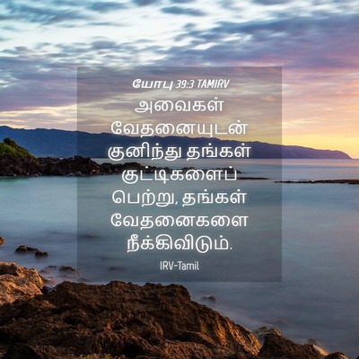 Picture 04 - யோபு 39:3 TAMIRV - அவைகள் வேதனையுடன் - Bible Verse Picture