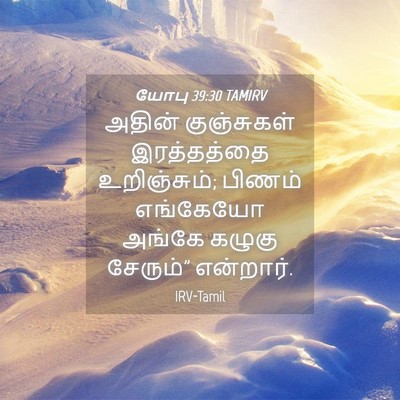 Picture 04 - யோபு 39:30 TAMIRV - அதின் குஞ்சுகள் - Bible Verse Picture