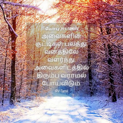 Picture 04 - யோபு 39:4 TAMIRV - அவைகளின் - Bible Verse Picture