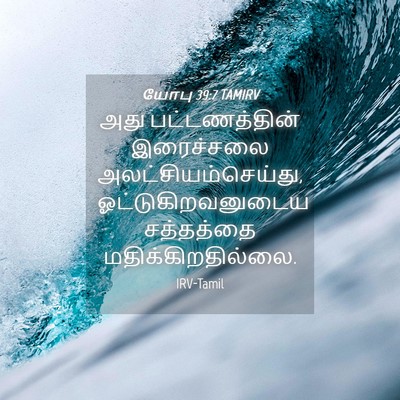 Picture 04 - யோபு 39:7 TAMIRV - அது பட்டணத்தின் - Bible Verse Picture