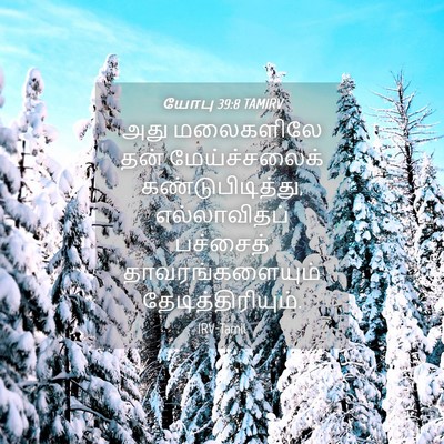 Picture 04 - யோபு 39:8 TAMIRV - அது மலைகளிலே தன் - Bible Verse Picture