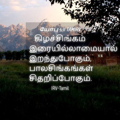 Picture 04 - யோபு 4:11 TAMIRV - கிழச்சிங்கம் - Bible Verse Picture