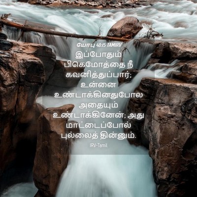 Picture 04 - யோபு 40:15 TAMIRV - இப்போதும் - Bible Verse Picture