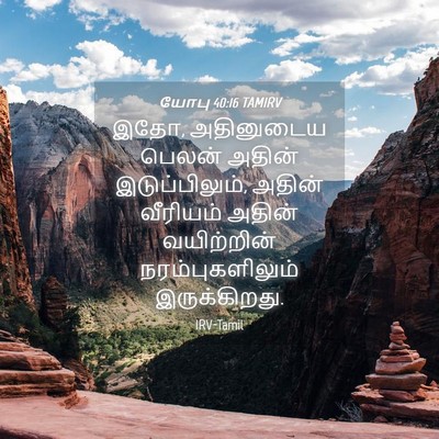 Picture 04 - யோபு 40:16 TAMIRV - இதோ, அதினுடைய - Bible Verse Picture