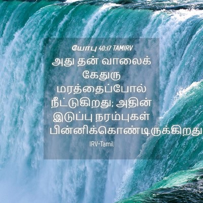 Picture 04 - யோபு 40:17 TAMIRV - அது தன் வாலைக் - Bible Verse Picture