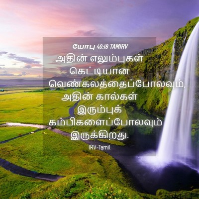 Picture 04 - யோபு 40:18 TAMIRV - அதின் எலும்புகள் - Bible Verse Picture