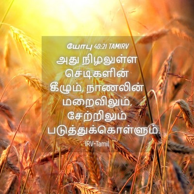 Picture 04 - யோபு 40:21 TAMIRV - அது நிழலுள்ள - Bible Verse Picture