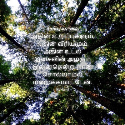 Picture 04 - யோபு 41:12 TAMIRV - அதின் - Bible Verse Picture
