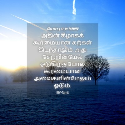 Picture 04 - யோபு 41:30 TAMIRV - அதின் கீழாகக் - Bible Verse Picture