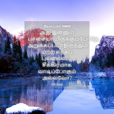 Picture 04 - யோபு 8:12 TAMIRV - அது இன்னும் - Bible Verse Picture