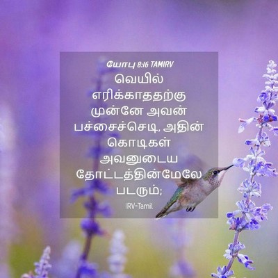 Picture 04 - யோபு 8:16 TAMIRV - வெயில் - Bible Verse Picture