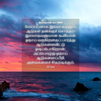 Picture 04 - யோவான் 10:12 TAMIRV - மேய்ப்பனாக - Bible Verse Picture