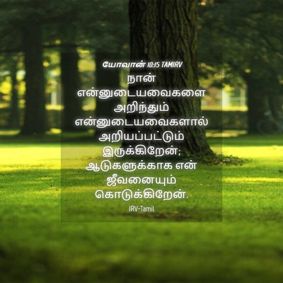 Picture 04 - யோவான் 10:15 TAMIRV - நான் - Bible Verse Picture