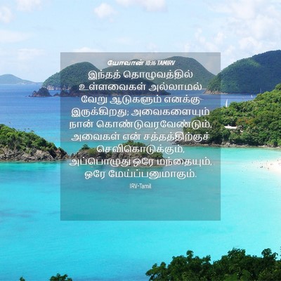 Picture 04 - யோவான் 10:16 TAMIRV - இந்தத் - Bible Verse Picture