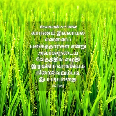 Picture 04 - யோவான் 15:25 TAMIRV - காரணம் இல்லாமல் - Bible Verse Picture