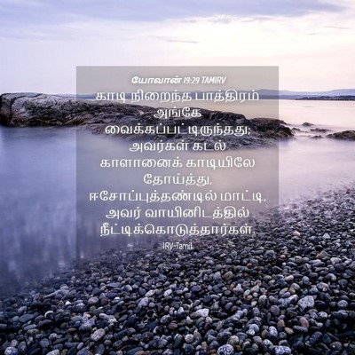 Picture 04 - யோவான் 19:29 TAMIRV - காடி நிறைந்த - Bible Verse Picture