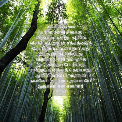 Picture 04 - யோவான் 3:8 TAMIRV - காற்றானது தனக்கு - Bible Verse Picture
