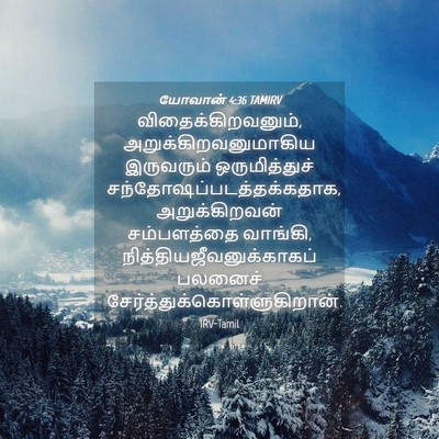 Picture 04 - யோவான் 4:36 TAMIRV - விதைக்கிறவனும், - Bible Verse Picture