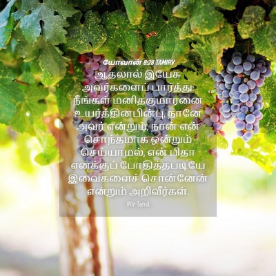 Picture 04 - யோவான் 8:28 TAMIRV - ஆதலால் இயேசு - Bible Verse Picture