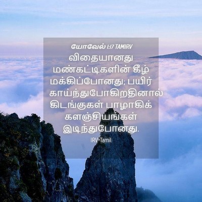 Picture 04 - யோவேல் 1:17 TAMIRV - விதையானது - Bible Verse Picture