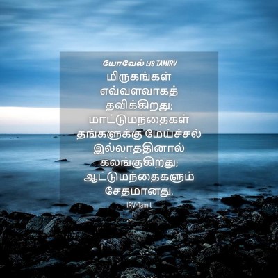 Picture 04 - யோவேல் 1:18 TAMIRV - மிருகங்கள் - Bible Verse Picture