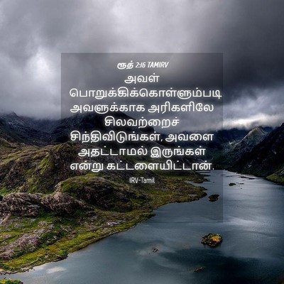 Picture 04 - ரூத் 2:16 TAMIRV - அவள் - Bible Verse Picture