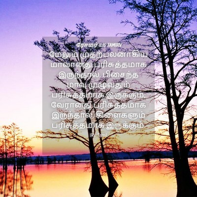 Picture 04 - ரோமர் 11:16 TAMIRV - மேலும் - Bible Verse Picture