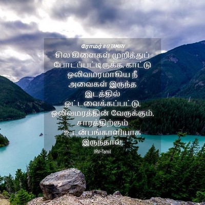 Picture 04 - ரோமர் 11:17 TAMIRV - சில கிளைகள் - Bible Verse Picture