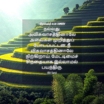 Picture 04 - ரோமர் 11:20 TAMIRV - நல்லது, - Bible Verse Picture