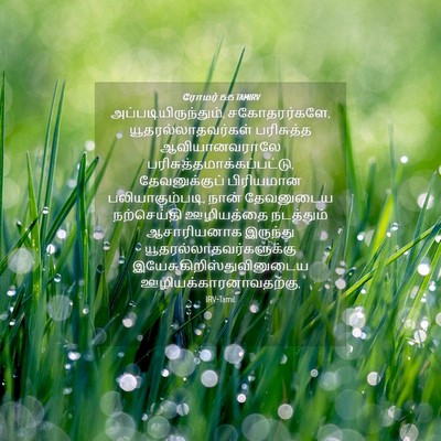 Picture 04 - ரோமர் 15:15 TAMIRV - அப்படியிருந்தும், - Bible Verse Picture