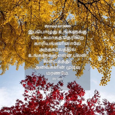 Picture 04 - ரோமர் 6:21 TAMIRV - இப்பொழுது - Bible Verse Picture