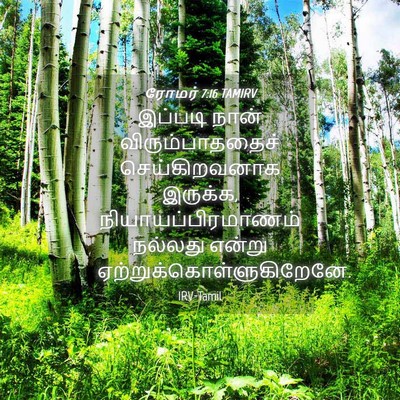Picture 04 - ரோமர் 7:16 TAMIRV - இப்படி நான் - Bible Verse Picture